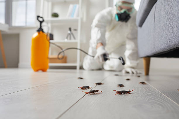 Commercial Rodent Management in Murray